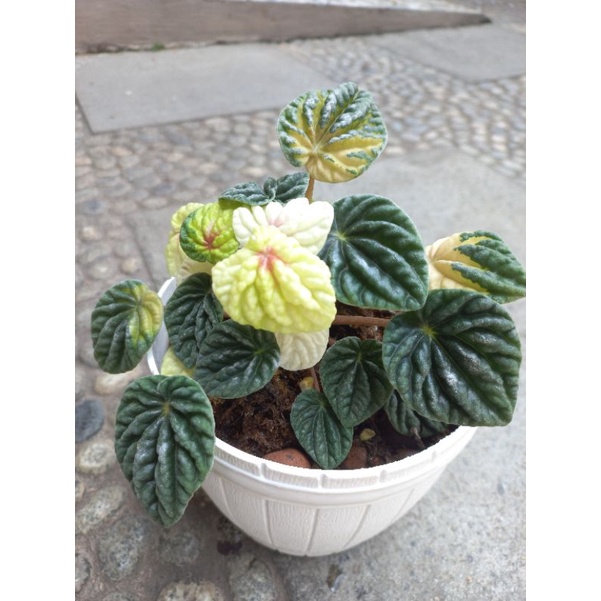 Peperomia carperata variegata