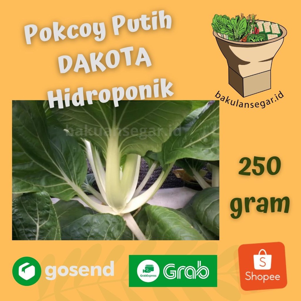 POKCOY PUTIH DAKOTA HIDROPONIK (250gram)