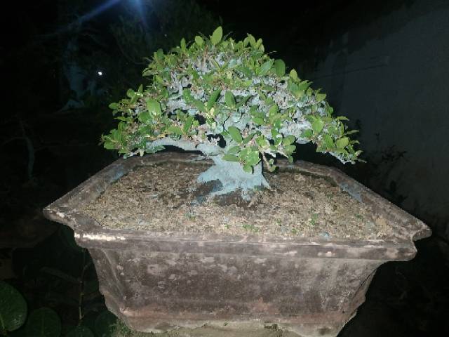 Bonsai Loa Small