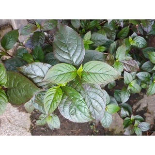 Daun Ungu (Graptophyllum pictum): Tanaman Obat Keluarga Ampuh Mengatasi Wasir dan Melancarkan Buang Air Kecil