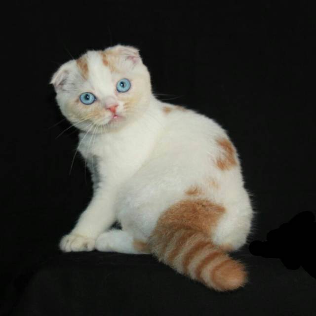 khayla.reyga