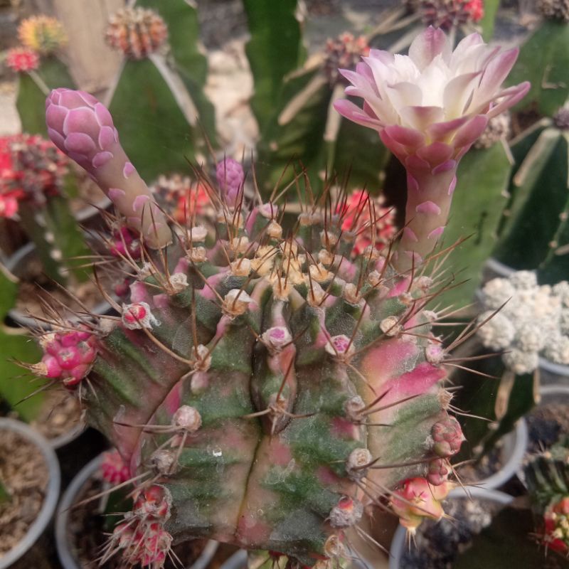 50 biji kaktus gymnocalycium pink diamond