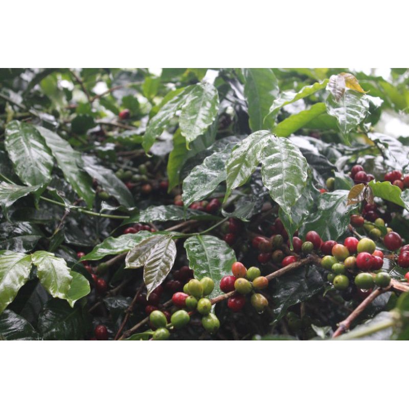 

kopi arabika full wash green bean