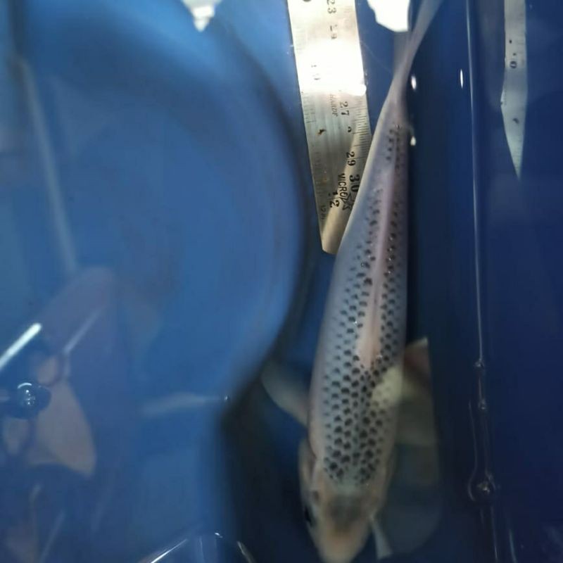 Ikan Koi Asagi Indukan Blitar, garansi ikan diterima hidup