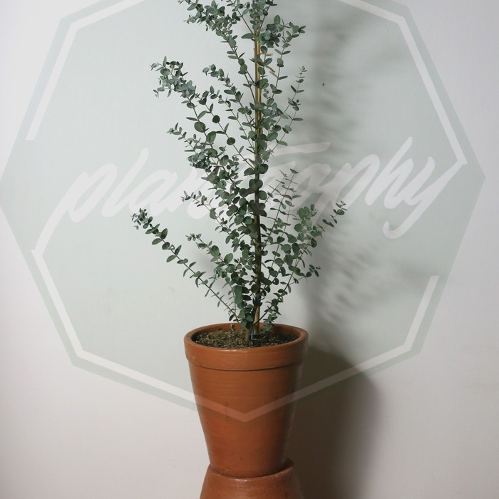 Jual Pot Tanah Liat Tinggi / Terracotta 25 cm terbaik