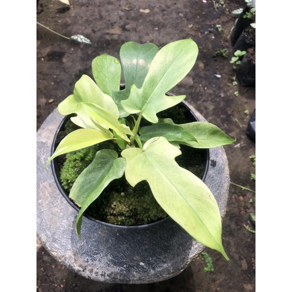 Philodendron Florida ghostTanaman Hias Philodendron Florida Ghost | Tanaman Indoor Estetik Daun Puti