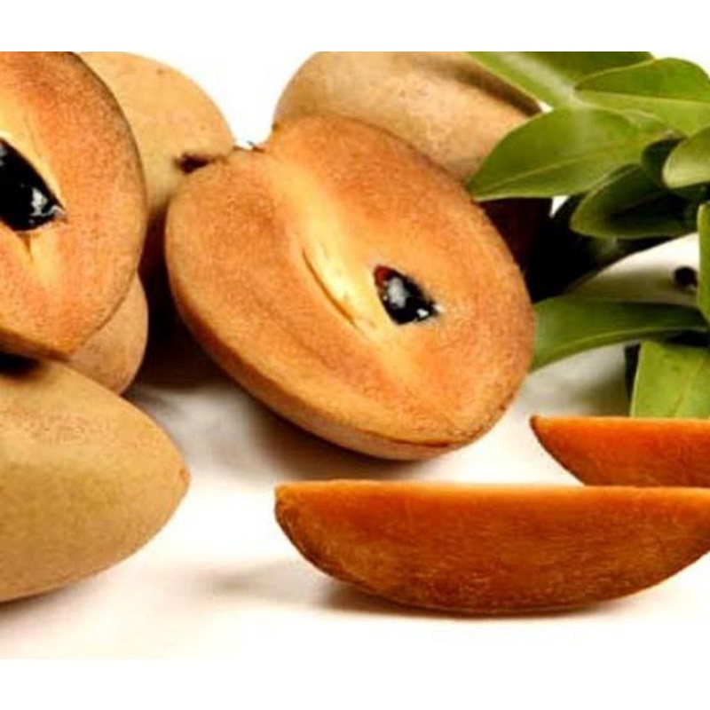 bibit sawo manila/kecik sangat murah