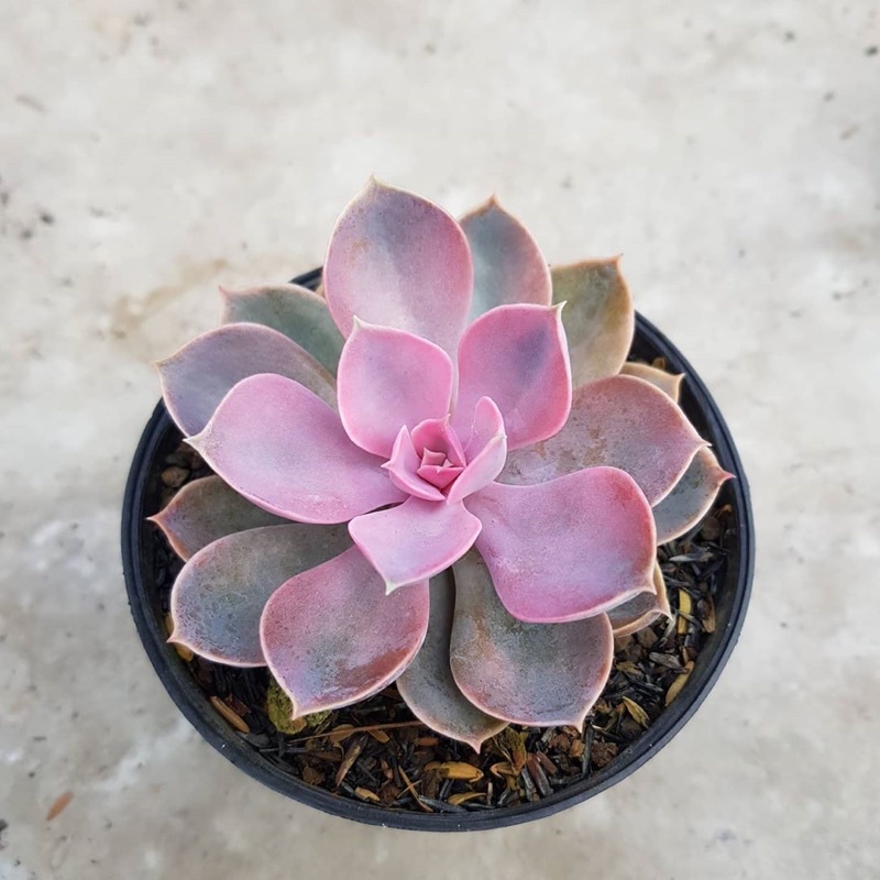 Sukulen Echeveria Perle Rainbow