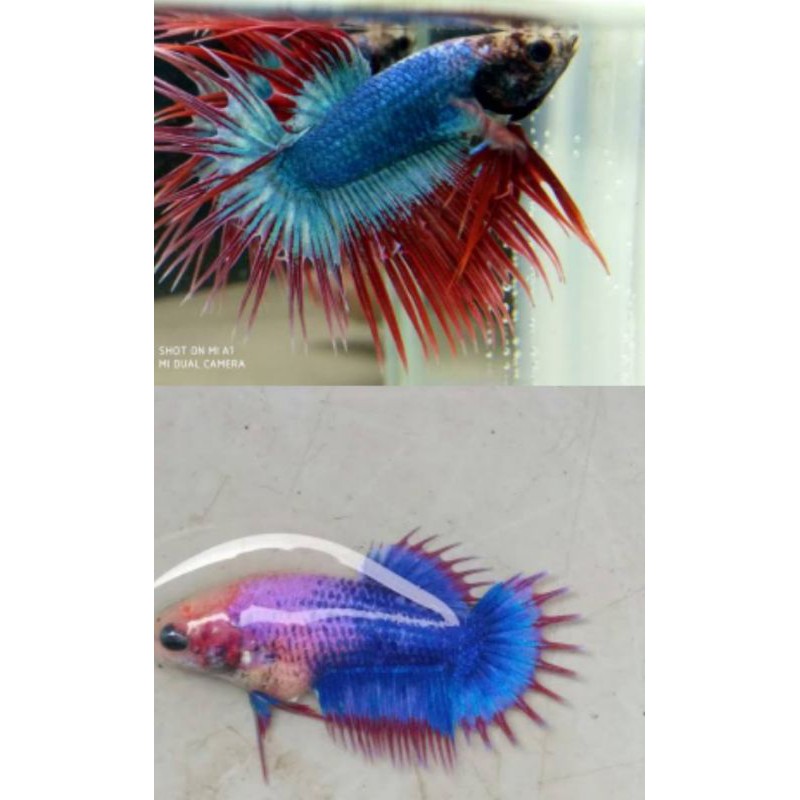 sepaket atau sepasang indukan cupang crowntail atau serit