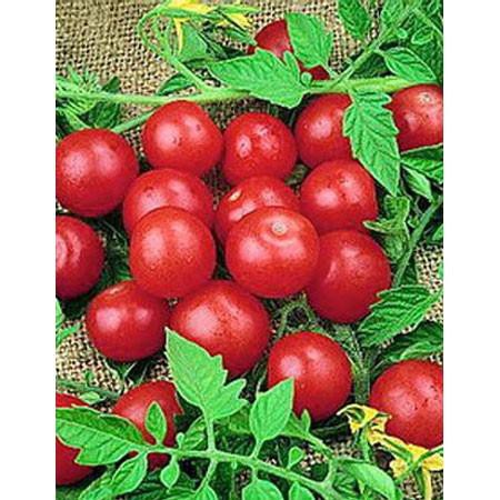 Benih-Bibit Tomat Red Cherry Candyland (Haira Seed)