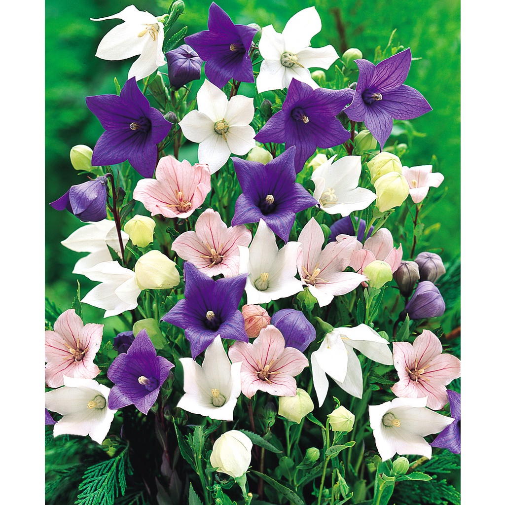 Benih Bibit Biji - Bunga Balloon Flower Mix (Platycodon grandiflorus) Flower Seeds - IMPORT