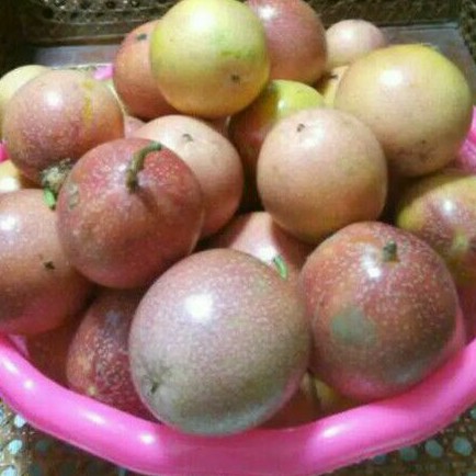 

buah markisa segar 500 gram