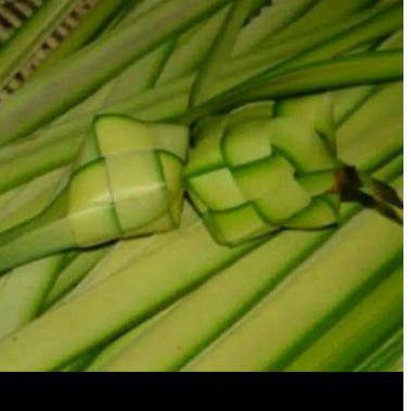 Janur kuning bahan ketupat janur muda