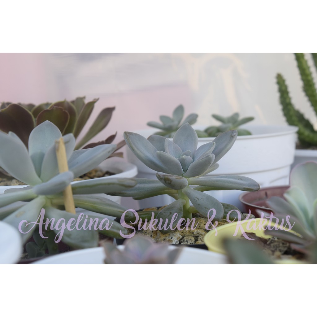 SUKULEN GRAPTO SUKULAN TANAMAN HIAS TANAMAN SUKULEN HIDUP DAUN BESAR