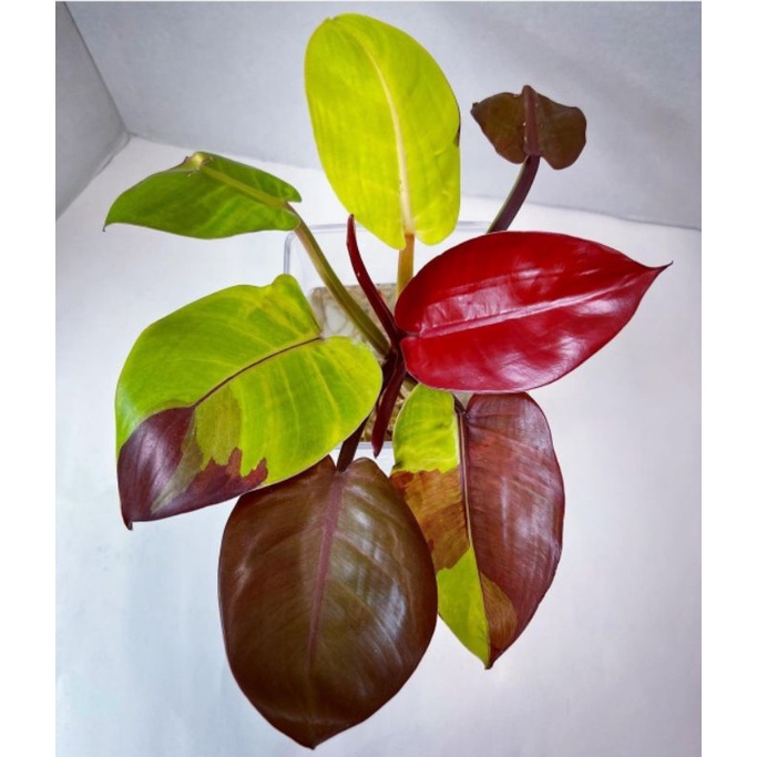 ID PHILODENDRON RED MOON TANAMAN HIAS PHILODENDRON RED MOON MURAH PHILO RED MOON MURAH PHILO PERFECT