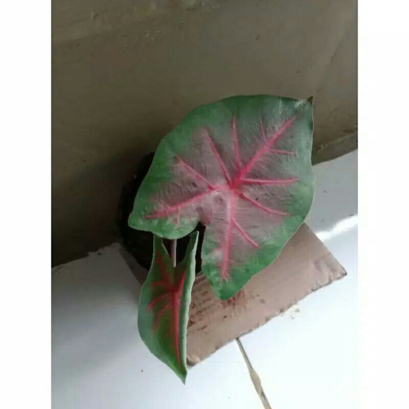 

celadium coklat merah hijau bergaret