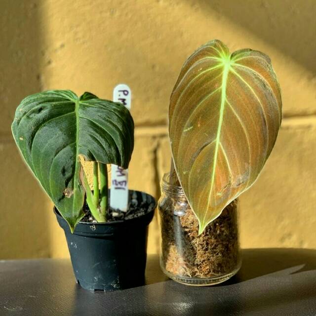 Philodendron melanochrysum