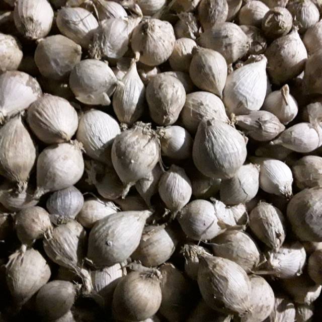 Bawang lanang lokal.1kg ukuran kecil