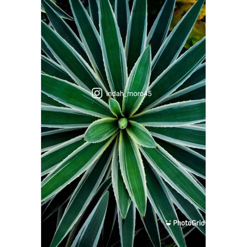 tanaman hias Agave vivipara var. vivipara