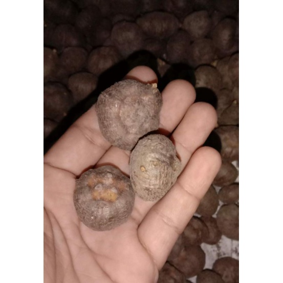 katak porang berat 1 kg