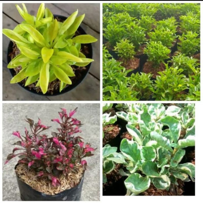 Paket 4 jenis tanaman krokot, krokot kuning krokot hijau krokot merah dan krokot parigata