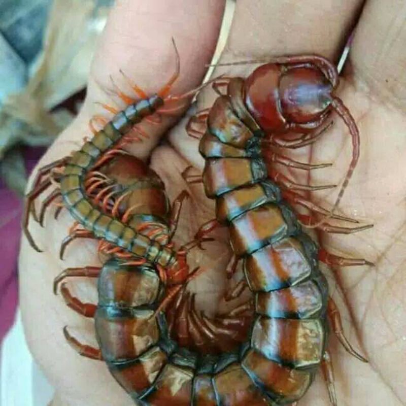 kelabang merah superpakan arwana