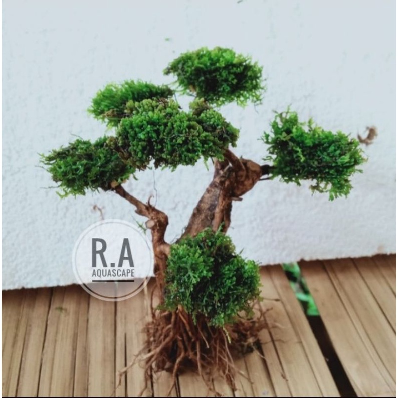 Jual pohon bonsai aquascape mini mos ricardia Shopee Indonesia