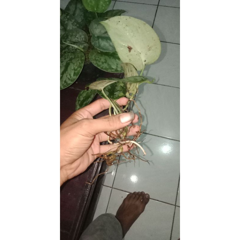 Scindapsus jade satin