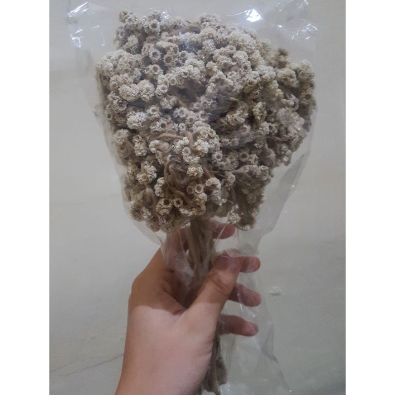 

BUNGA EDELWAIS FREE BUBBLE WRAP(DIUPLOAD ULANG)