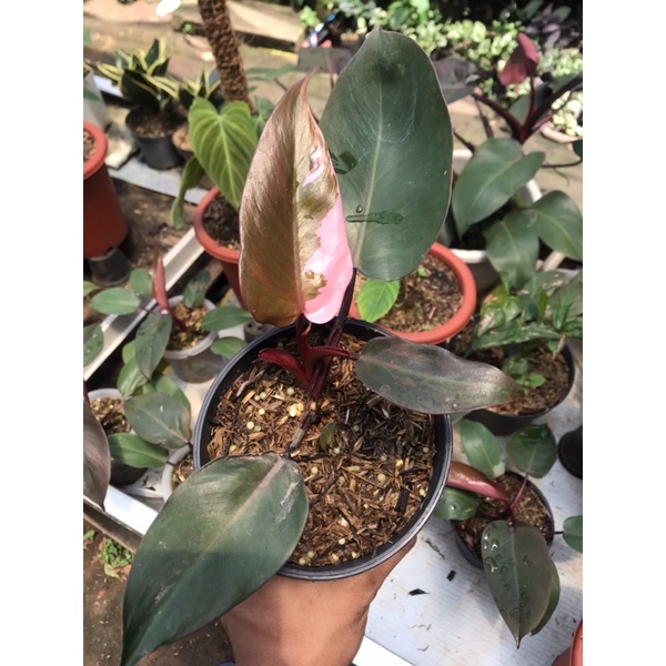 Bibit Tanaman hias Philodendron Pink princess