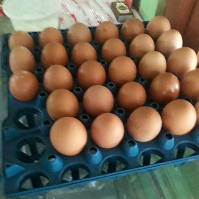 Tempat Wadah Telur / Telor Egg Tray 30 / Egg Container / Rak Telur