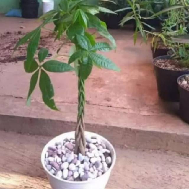 Tanaman pacira kepang 3-bibit tanaman hias pacira-tanaman pacira kepang