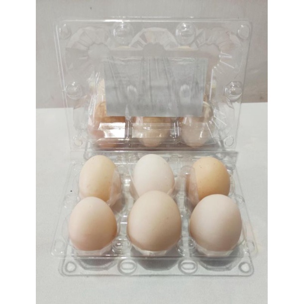 FGFG56846 Telur ayam kampung KUB Fertil, bisa di tetaskan - telur tetas KUB. hrg untuk 1 BOX isi 6
