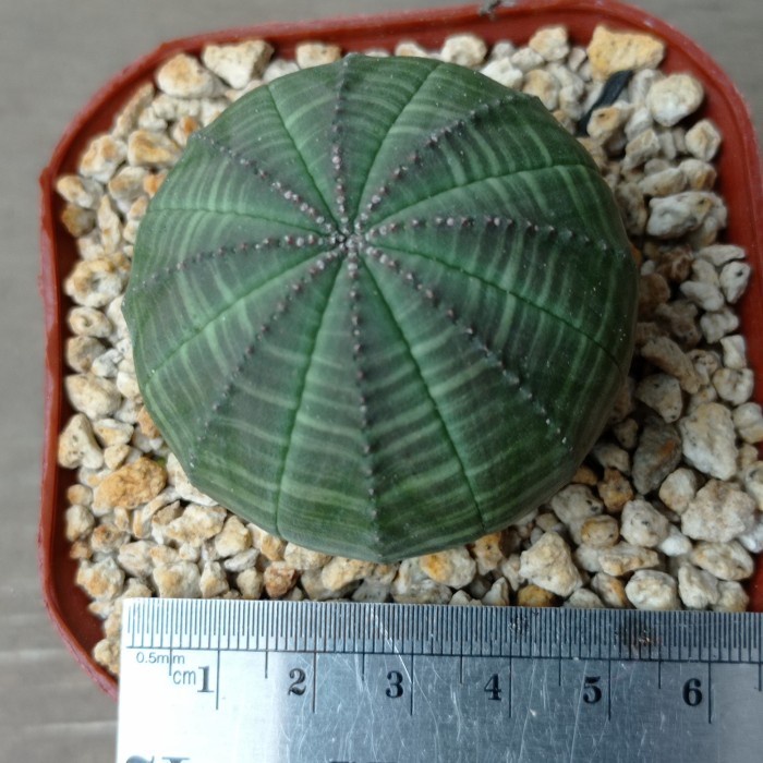 euphorbia obesa KAKTUS SUKULEN TANAMAN HIAS