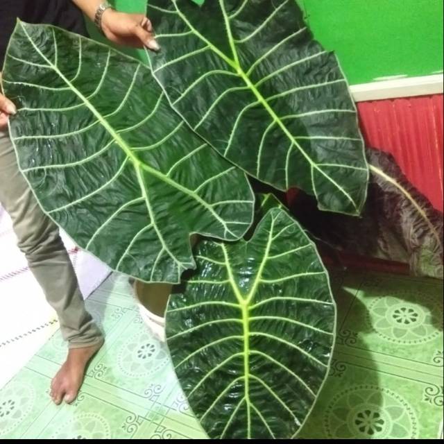 Bonggolan /umbi,alocasia Watsoniana dewasa
