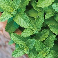 Benih Bibit Biji - Spearmint Mint (Mentha spicata) Herb Seeds - IMPORT