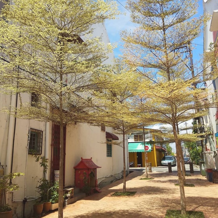 Ketapang Kencana Variegata, Ketapang 2meter, Bibit Ketapang Kencana