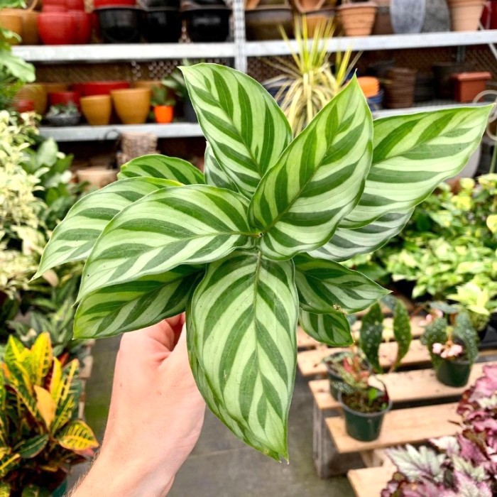 Tanaman Hias Calathea Freddie - Pohon Calathea Indoor Freddie