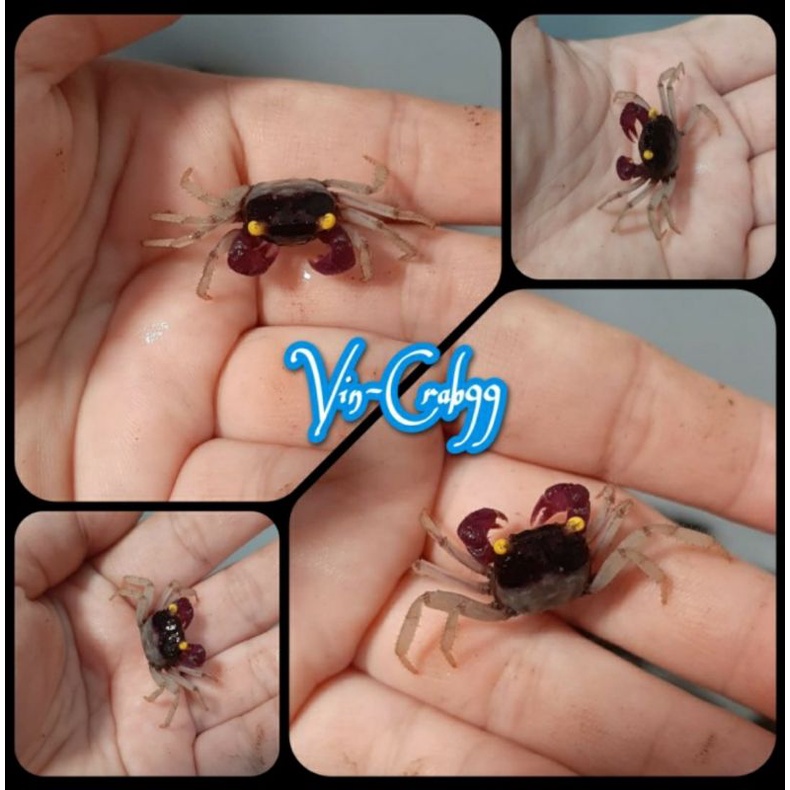

Kepiitng Mini (Carnaval Light Puple Crabs)