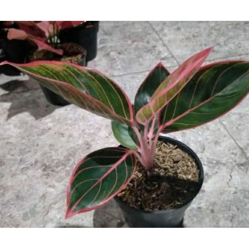 TANAMAN HIAS AGLONEMA LOTUS KW LIPSTIK MANILOMPEK