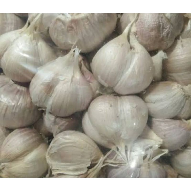 

bawang putih kating