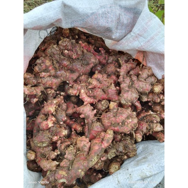 

JAHE MERAH SUPER PILIHAN 1KG