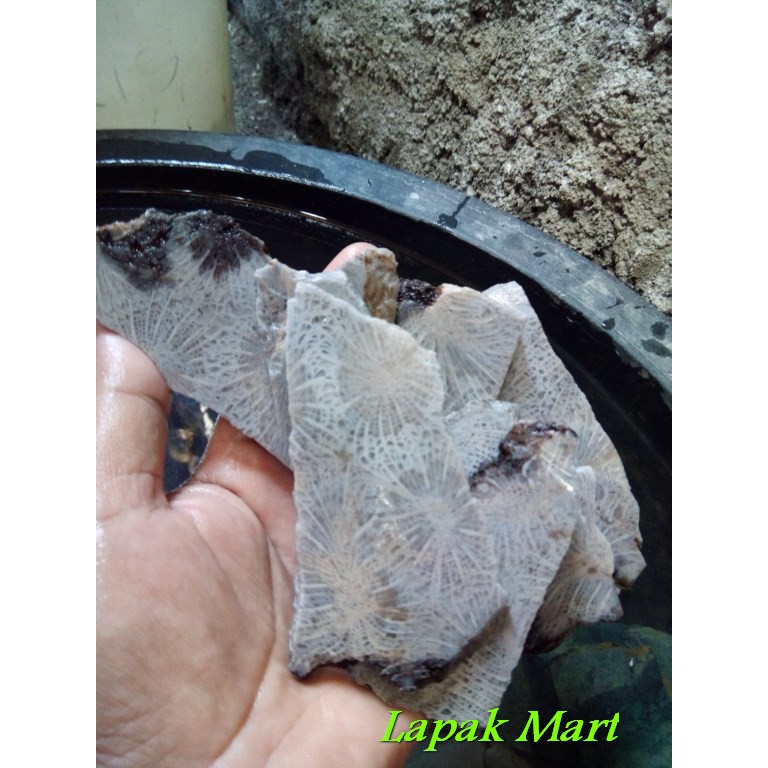 Batu Original Teratai Merak Putih Jember Bentuk Lempengan 7 Mm 8