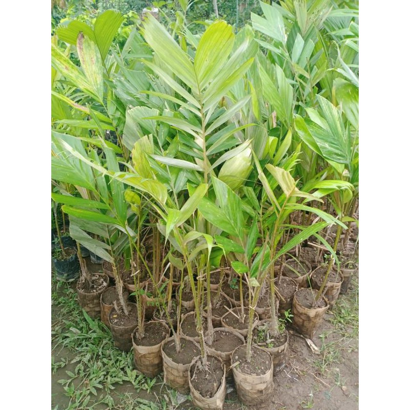 tanaman salak cangkok buah