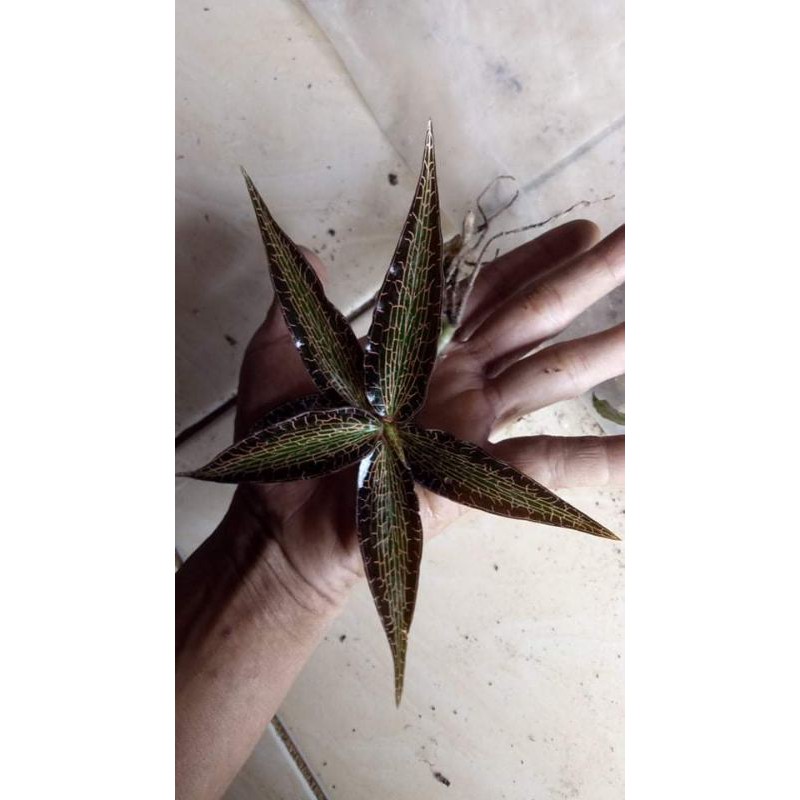 

Jewel sisik naga