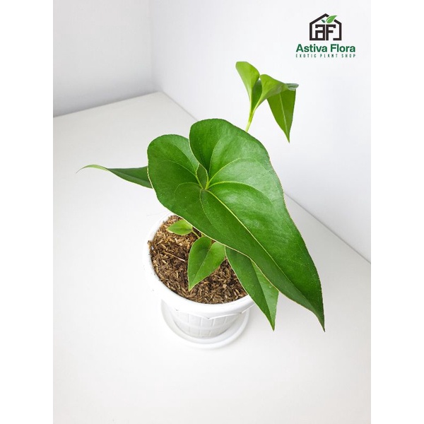 Anthurium Corong