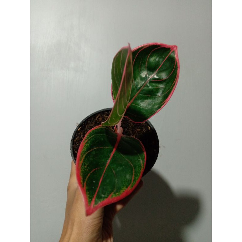Aglaonema / aglonema Khanza Kanzha Kanza Beby 3 Daun Bahan rosetan, real pict