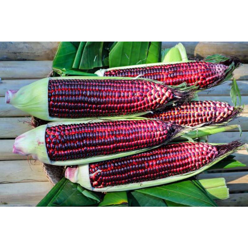 

jagung ketan ungu 1kg