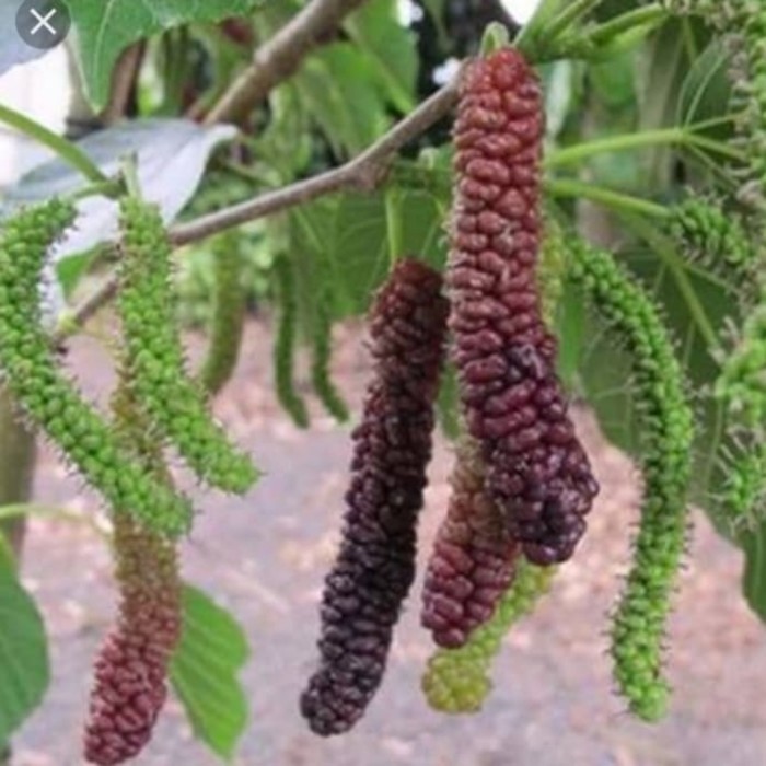 Bibit tanaman buah long murbei/murbei panjang rasanya manis