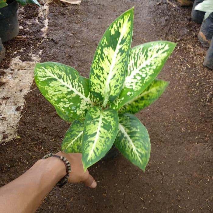 tanaman hias aglonema sparkle sri rejeki Nadia Taman